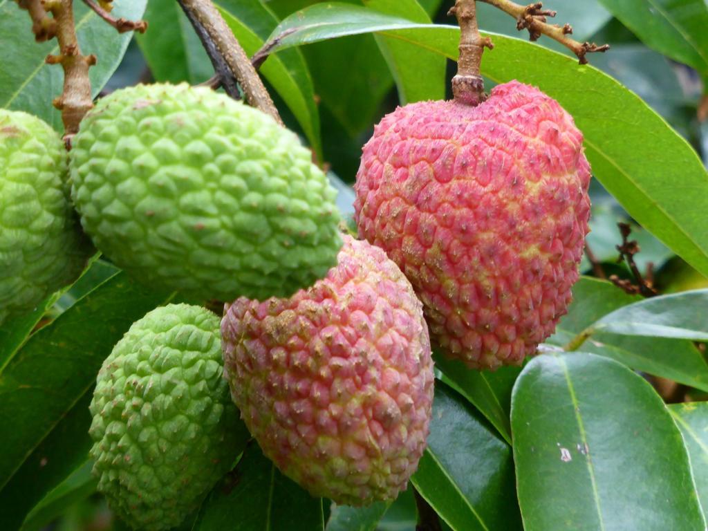 Pension Blue Drop Yakushima  Ngoại thất bức ảnh