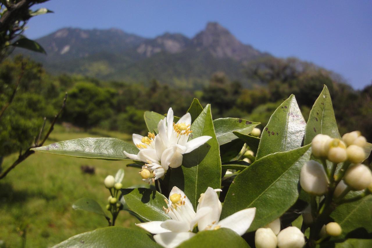 Pension Blue Drop Yakushima  Ngoại thất bức ảnh